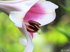 百合の華～ⅱ