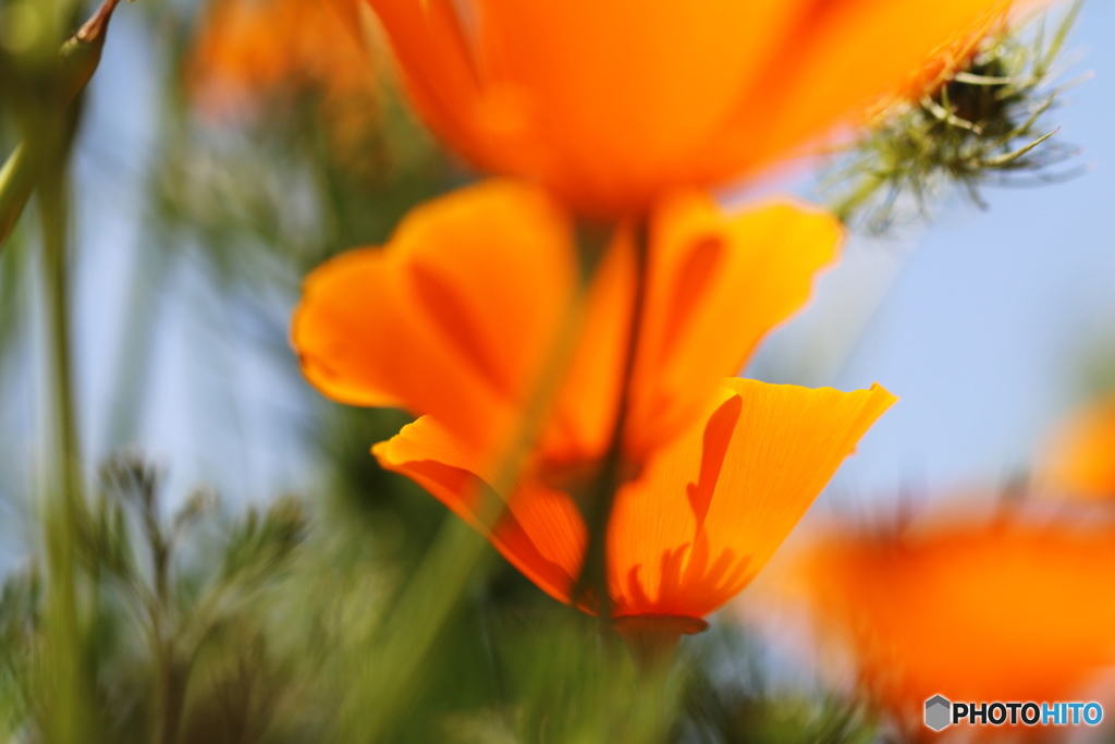 花菱の影、、、。