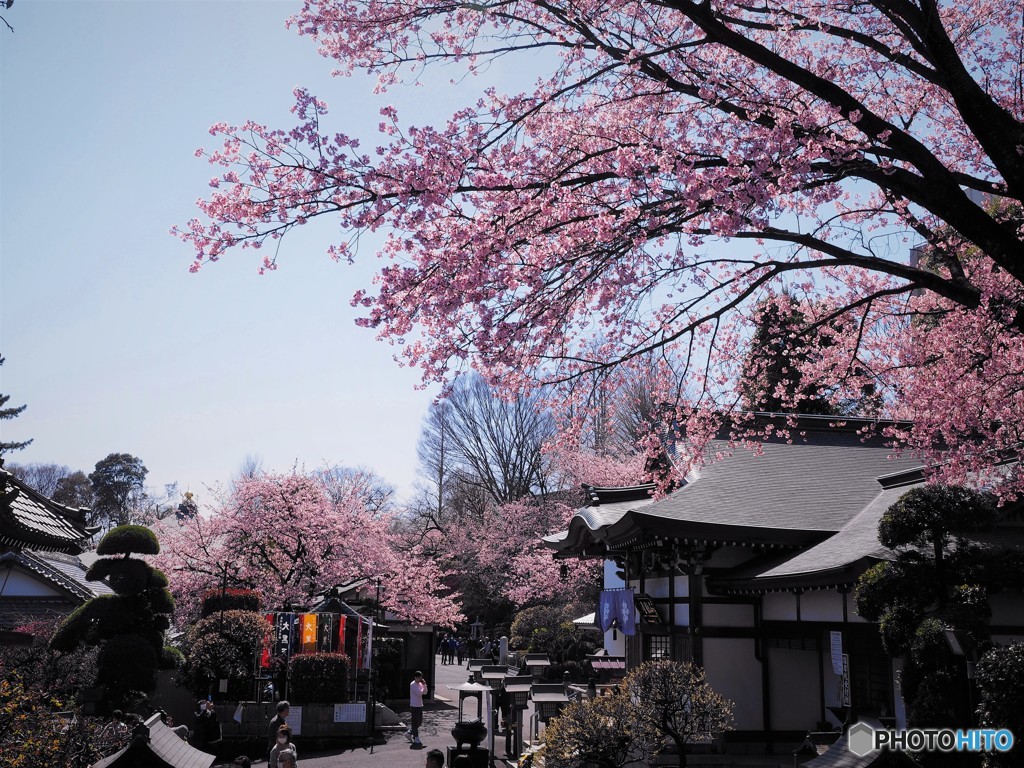 安行桜～ⅶ