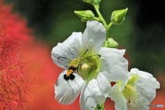 季節の花に魅せられて、、、②