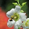 季節の花に魅せられて、、、②