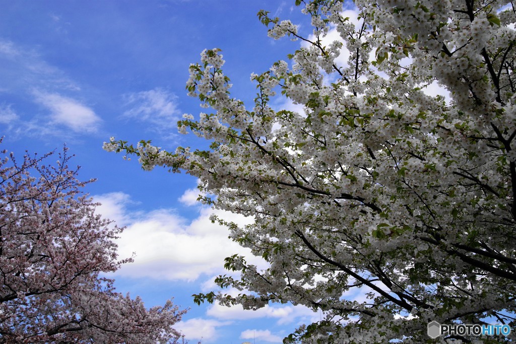 平成最後を咲く桜達～xxxvii