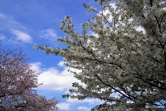 平成最後を咲く桜達～xxxvii