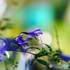 ガラニチカ、セージ