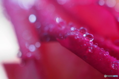 薔薇の涙。