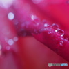 薔薇の涙。