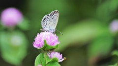 晩夏に舞う～②