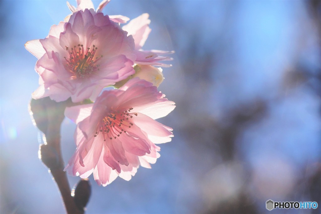 師走の桜、、、。