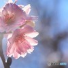 師走の桜、、、。