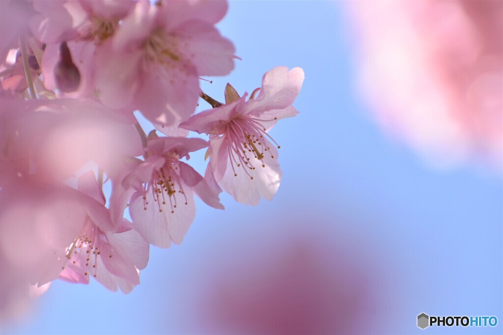 令和を咲く～XVI
