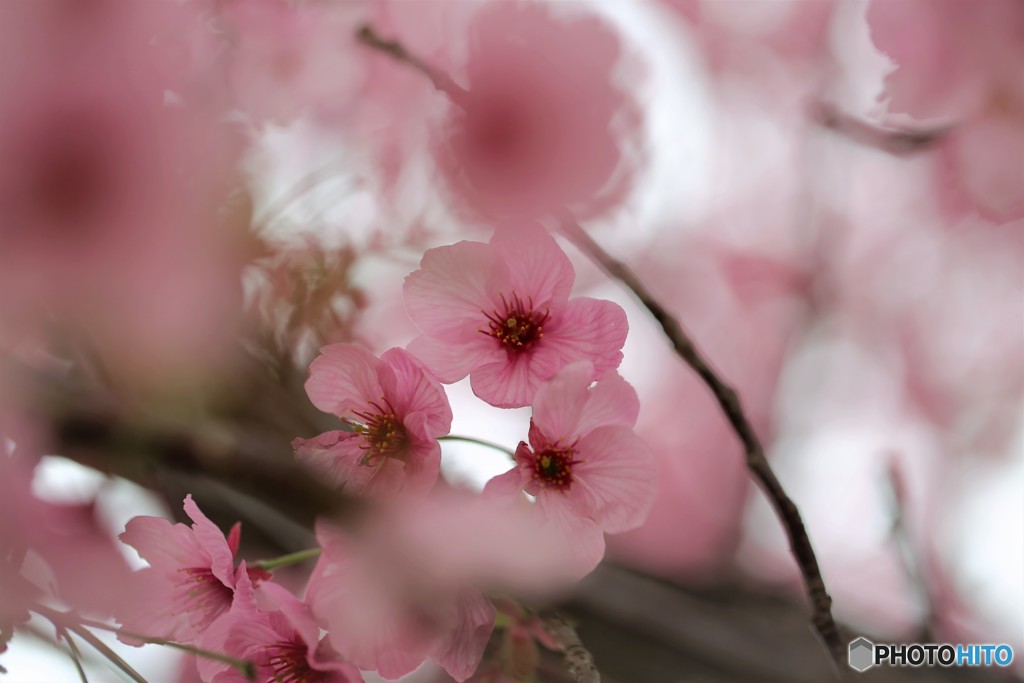 平成最後を咲く桜達～ⅶ