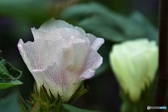 cotton～ⅱ