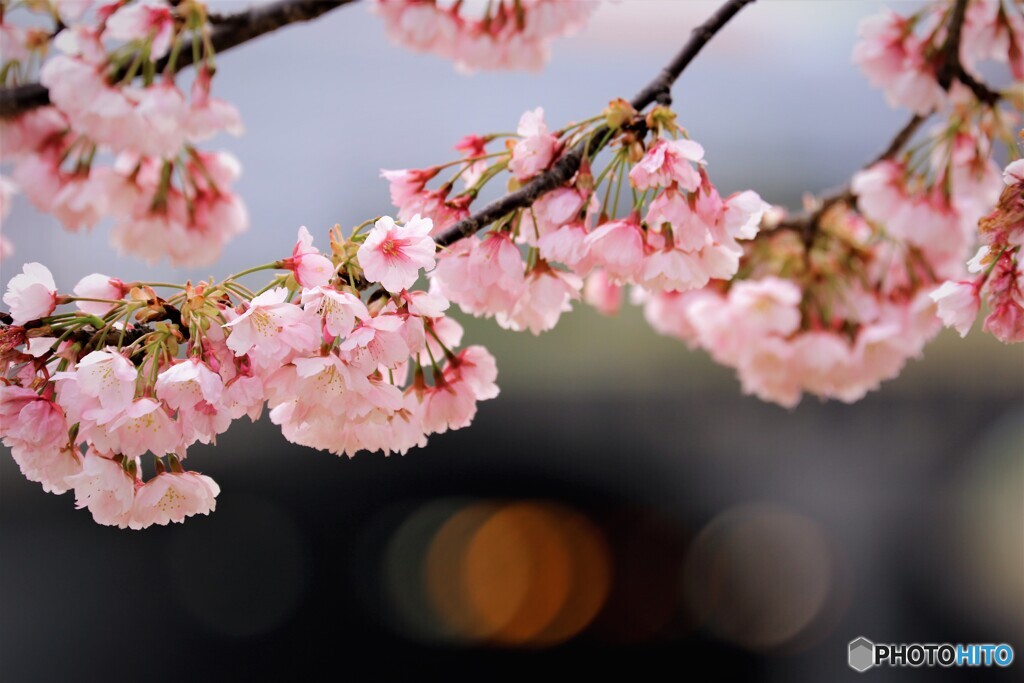 ３年前の大寒桜～ⅱ