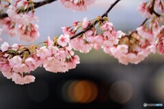 ３年前の大寒桜～ⅱ