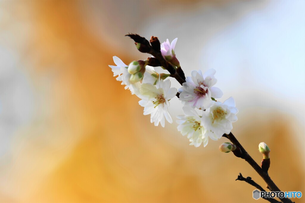 冬桜