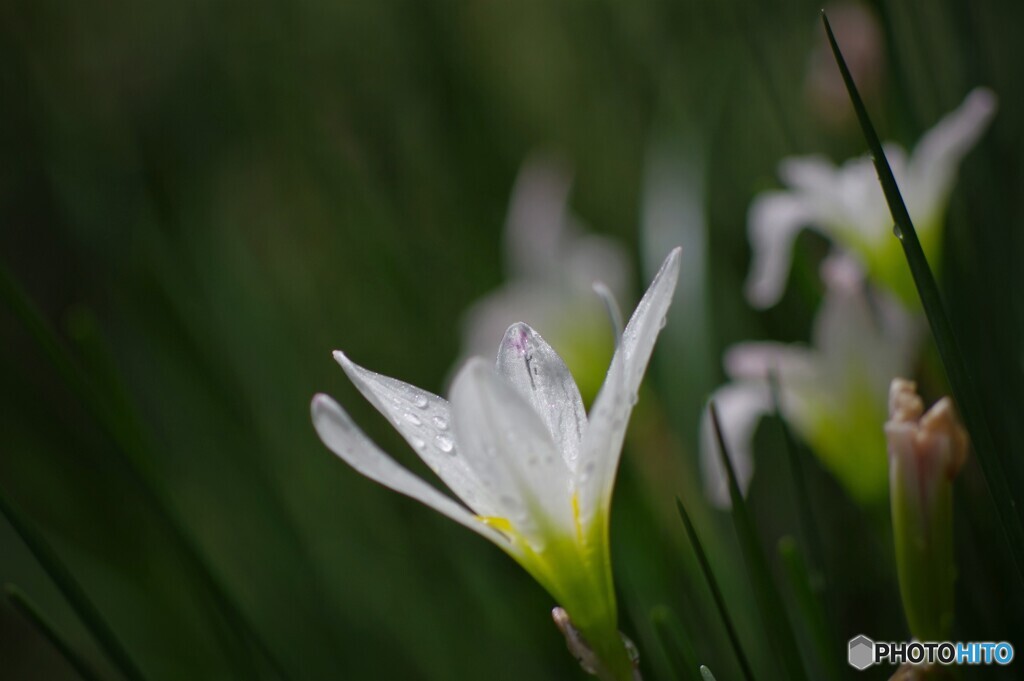 雨中の輝き