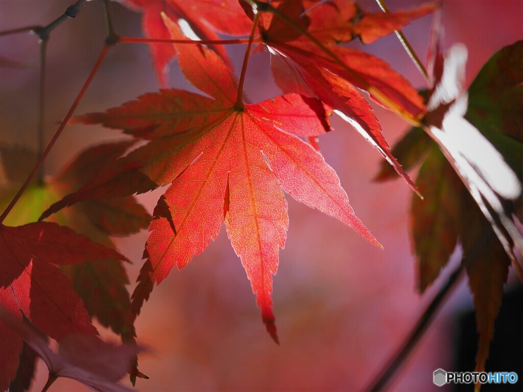 イロハのハ