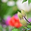 開花待ち。