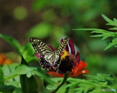 アゲハ４態、、、。