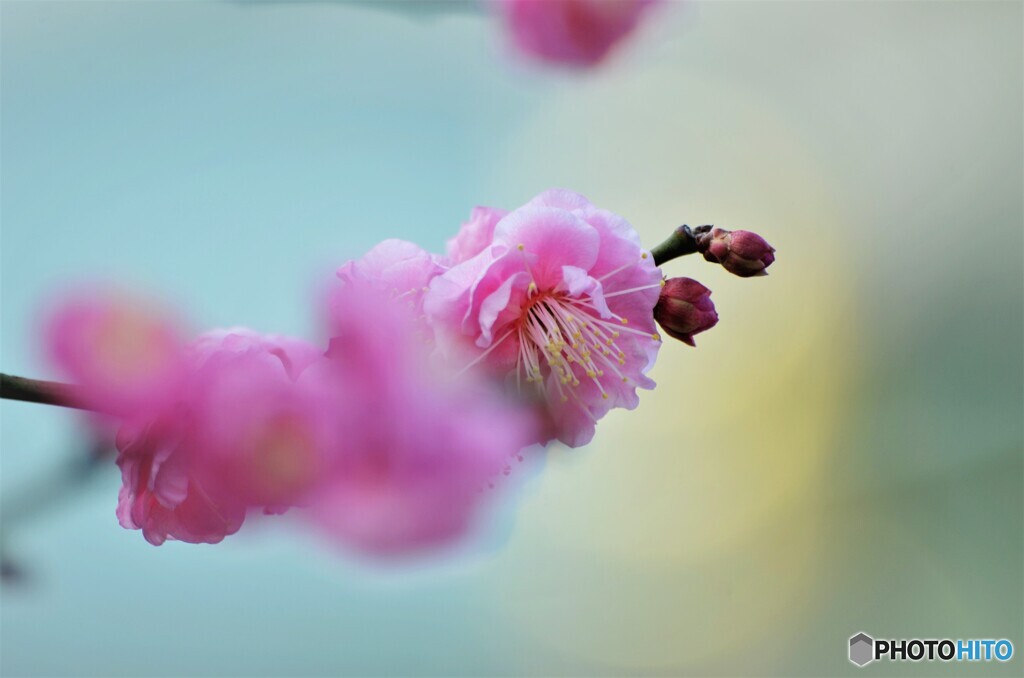 寒中梅～ⅴ
