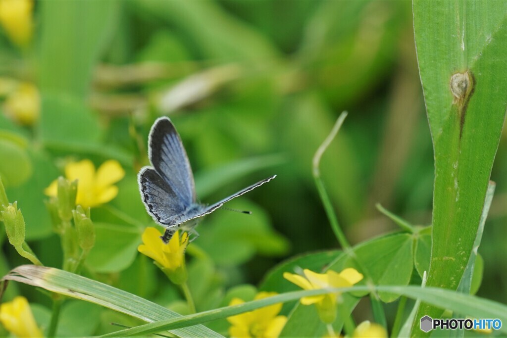 蔵から出た蝶～ⅳ