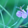 汐入の虫たちー１