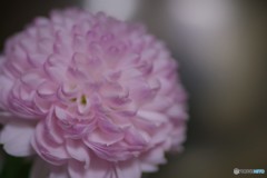 昨年同時期ⅲ