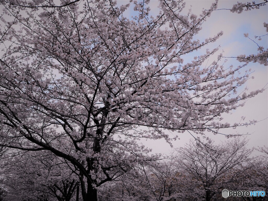 ２０２１桜前線