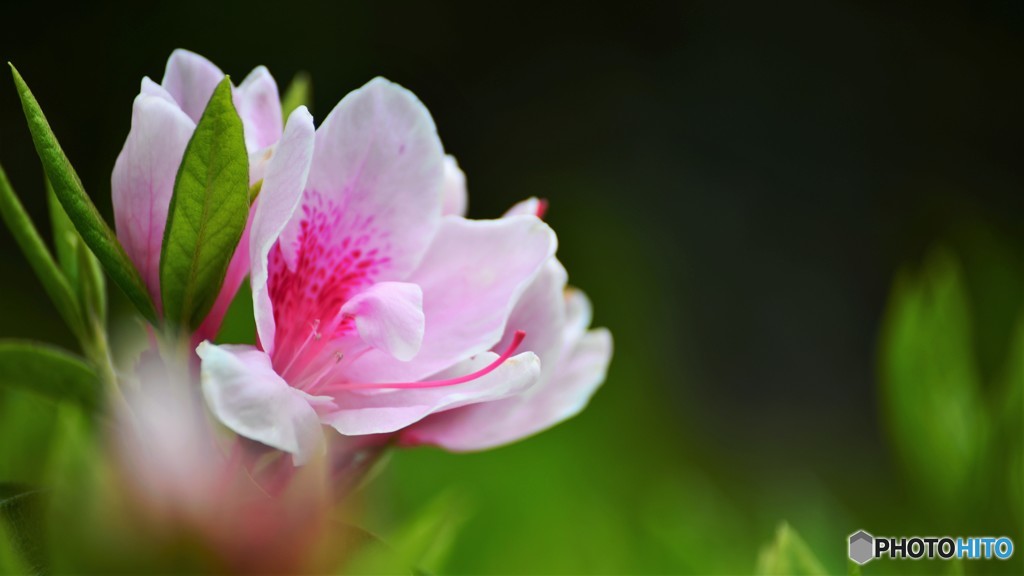 令和の年を咲こうとする花～ⅱ