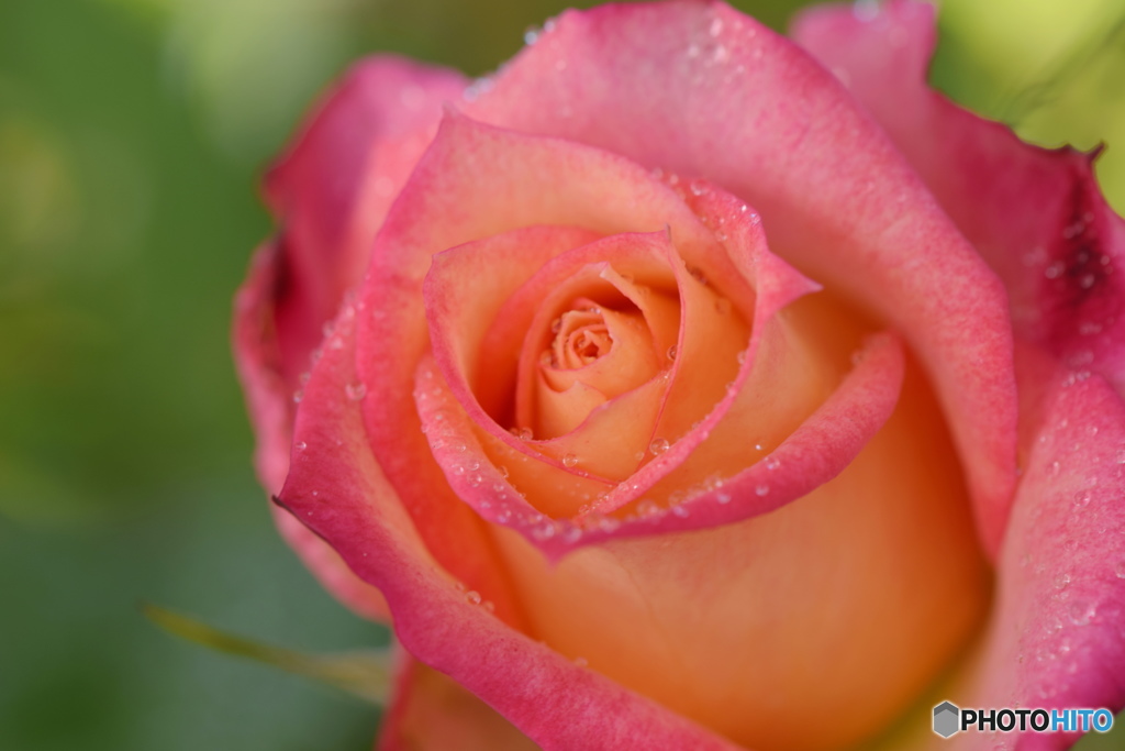 薔薇の囁き。