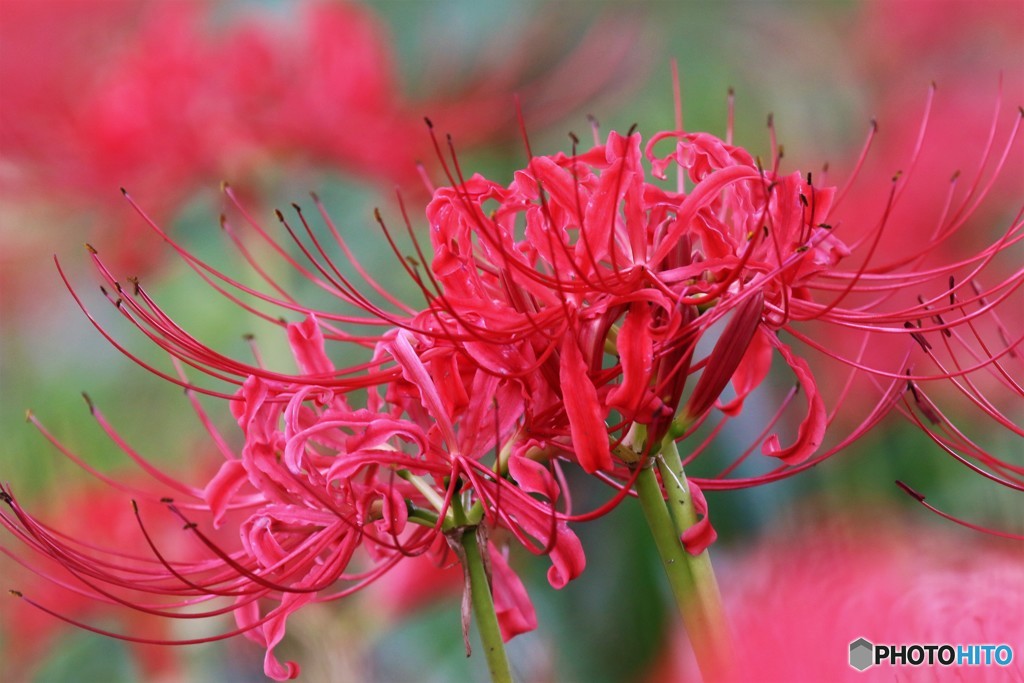 曼珠沙華の秋、、、。