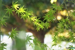 秋への輝き、、、。