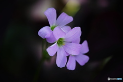 輝く心