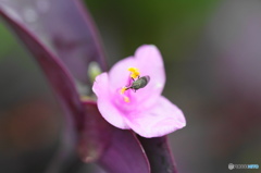 神無月花ー13
