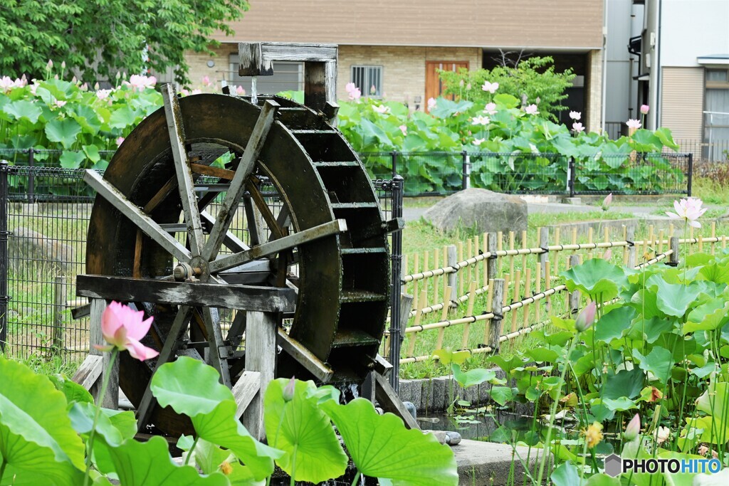 ７月に見た華～ⅲ