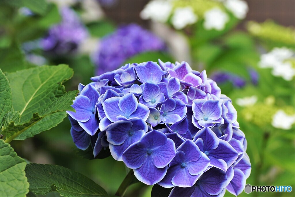 梅雨時の華～ⅶ