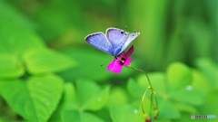 ナミの碧翅。