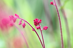 8年前の春宝石達ー（３）