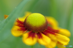 水無月花ー22