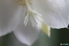 花蕊ー①