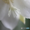 花蕊ー①