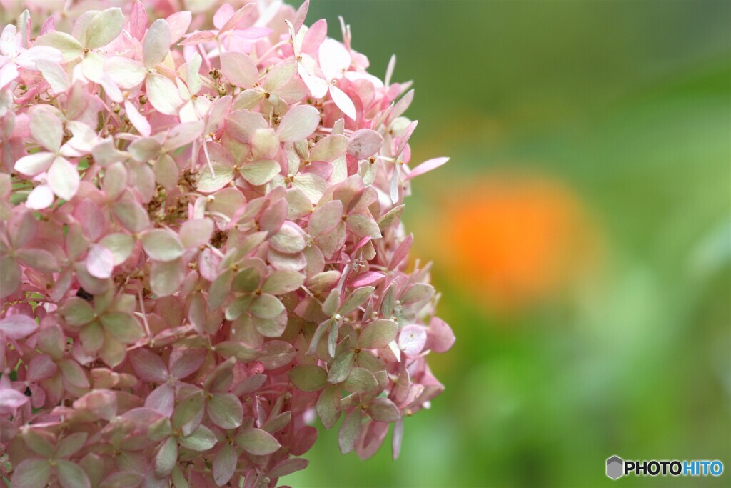 紫陽花の残り美