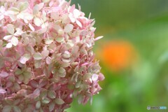 紫陽花の残り美