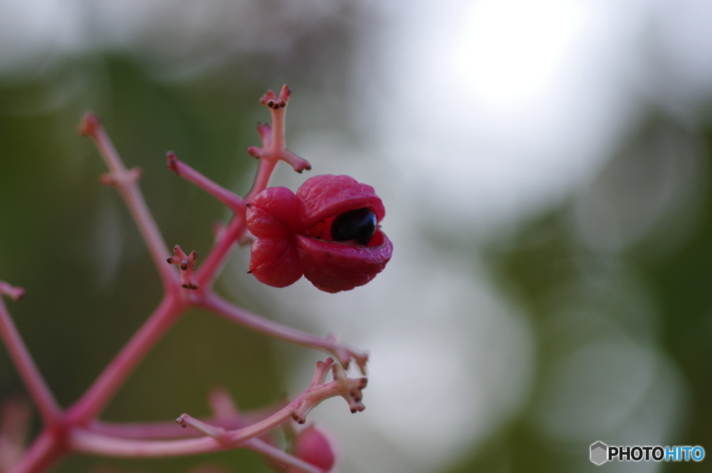 不思議な花、実、種、、、目－Ⅱ