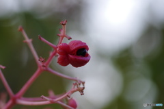 不思議な花、実、種、、、目－Ⅱ