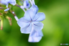 水無月花－11