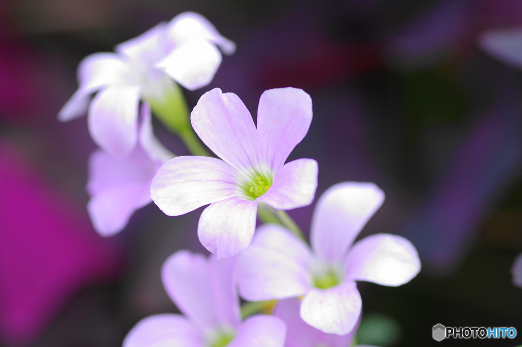 長月花－25