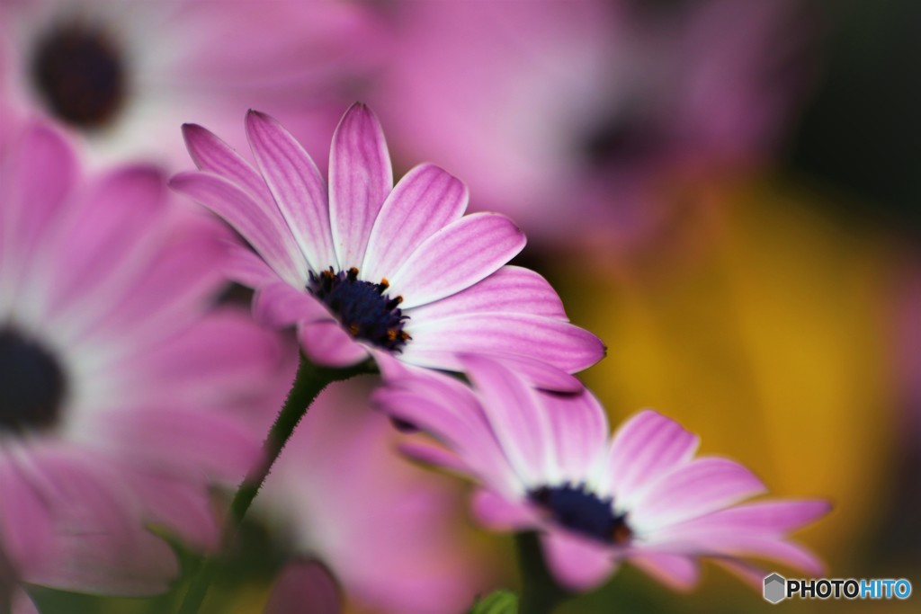 Osteospermum～②