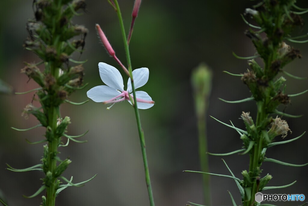 白の蝶花