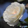 ｗｈｉｔｅ,Ｒｏｓｅ